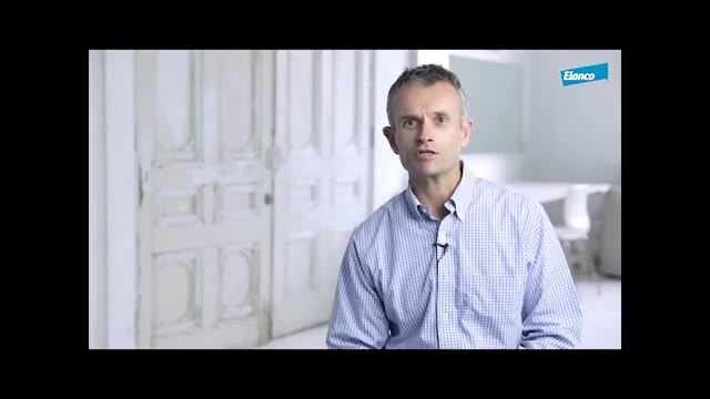Ортопедичне обстеження собак: покроковий підхід